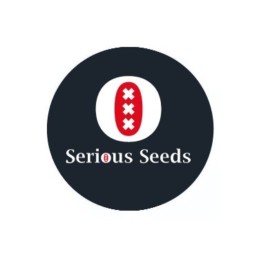 Semi femminizzati Serious Seeds